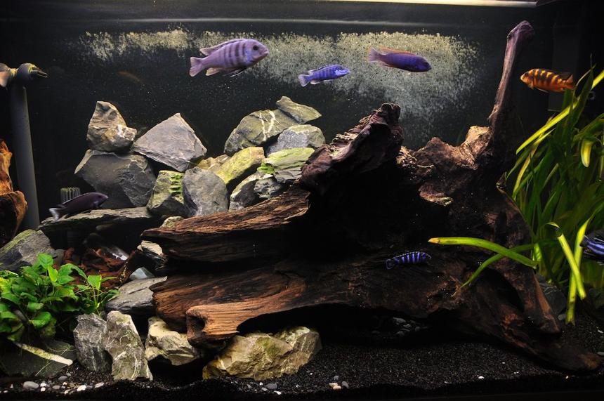 Rated #23: 85 Gallons Freshwater Fish Tank - My new cichlid malawi tank.