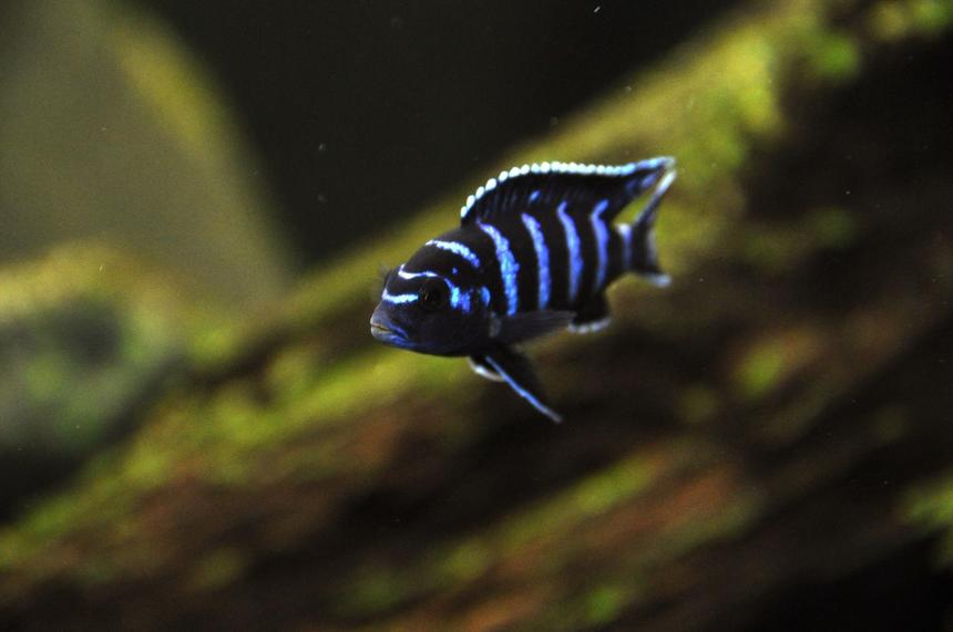 Rated #13: Freshwater Fish - Pseudotropheus Demasoni - Demasoni Cichlid Stocking In 85 Gallons Tank - Pseudotropheus demasoni