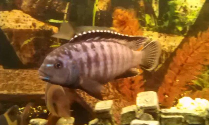 Rated #35: Freshwater Fish - Pseudotropheus Tropheops - Red Cheek Stocking In 66 Gallons Tank - PSEUDOTROPHRUS TROPHEOP

LAKE MALAWI.