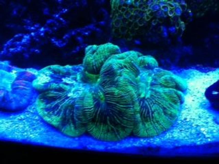 Rated #7: Corals Inverts - Trachyphyllia Radiata - Wellso Folded Brain Coral Stocking In 72 Gallons Tank - THE BRAIN OF ALL BRAINS