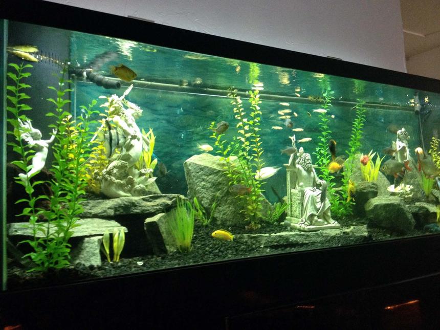 Rated #20: 150 Gallons Freshwater Fish Tank - "Garden of the Gods"