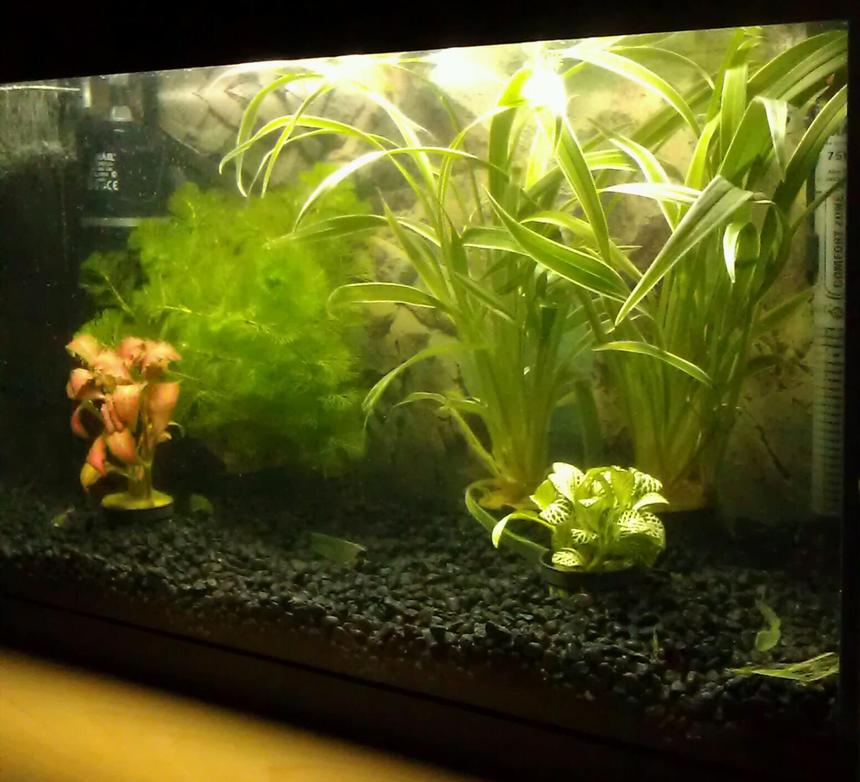 Rated #134: 15 Gallons Planted Tank - First aquarium so no fish yet... All live plants.
