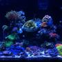 34 gallons reef tank (mostly live coral and fish) - Best Red Sea Max Ever.
