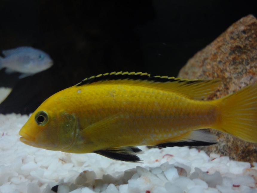 Rated #30: Freshwater Fish - Labidochromis Caeruleus - Electric Yellow Cichlid Stocking In 20 Gallons Tank - Electric Yellow Cichlid