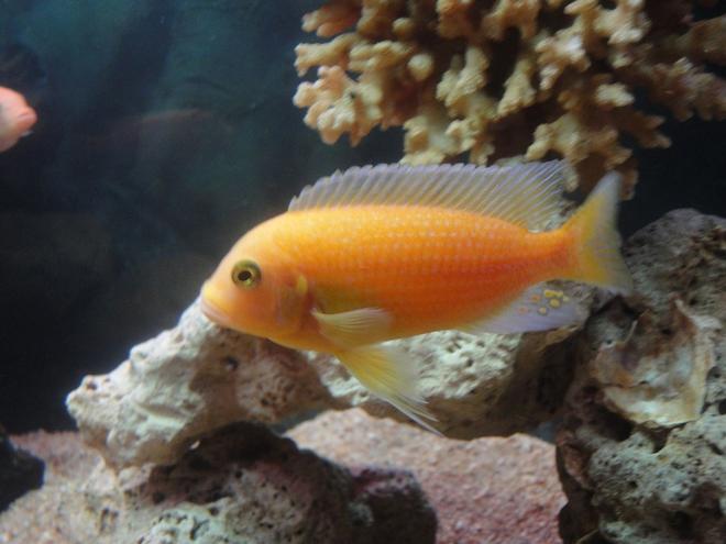 freshwater fish - pseudotropheus estherae - red zebra cichlid stocking in 20 gallons tank - Red Zebra Cichlid