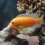 freshwater fish - pseudotropheus estherae - red zebra cichlid stocking in 20 gallons tank - Red Zebra Cichlid
