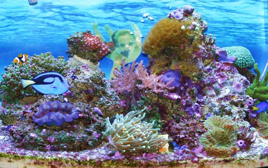 Rated #75: 29 Gallons Reef Tank - I wanted to feel I was right there in my tank. Some of my dreams start off right here. I will have the most fantastic dream sometimes. A Mermaid  appears...Oh Ya..