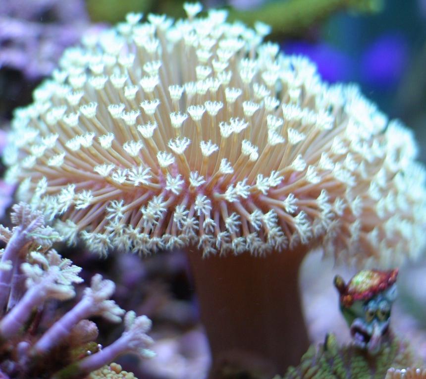 Rated #4: Corals Inverts - Asterospicularia Sp. - Asterospicularia Coral Stocking In 29 Gallons Tank - Squidward is digging sharing his new condo, Chateau Relaxoe. With Nemo, Dori, and Crush.