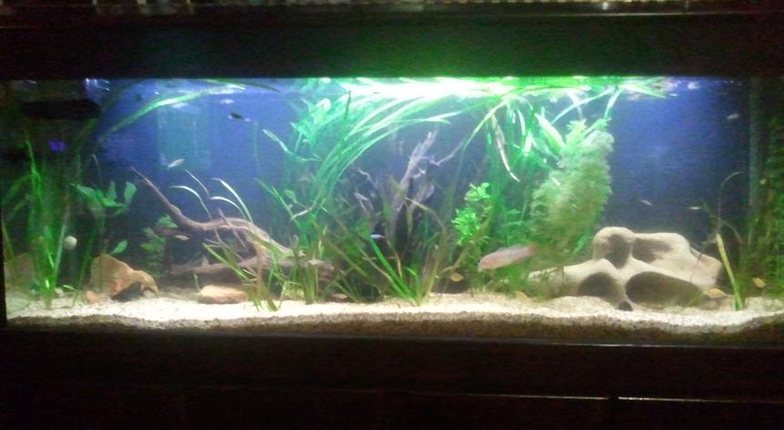 Rated #99: 66 Gallons Planted Tank - my tank