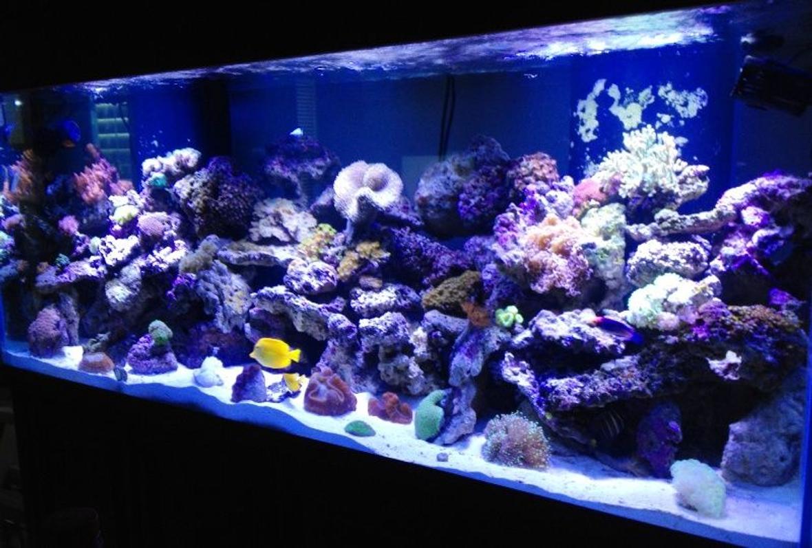 220 gallons reef tank (mostly live coral and fish) - My thing that gives me a quiet mind