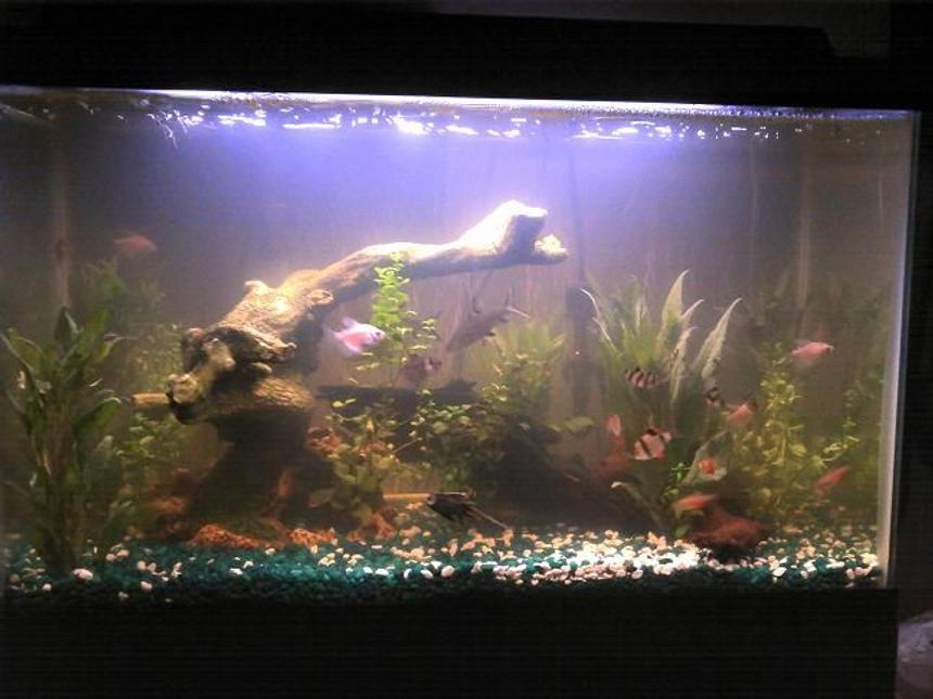 Rated #140: 29 Gallons Planted Tank - my 29 gal, all live plants