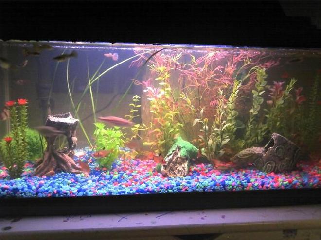 29 gallons freshwater fish tank (mostly fish and non-living decorations) - my first go at it. 20 gal long. gave it to my daughter.