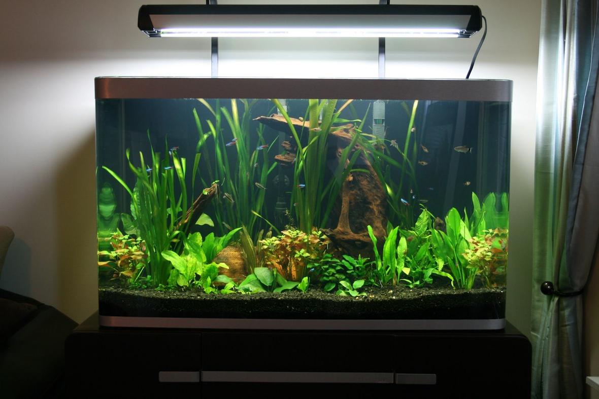 68 gallons planted tank (mostly live plants and fish) - fluval osaka