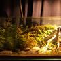 48 gallons planted tank (mostly live plants and fish) - ADA 90P