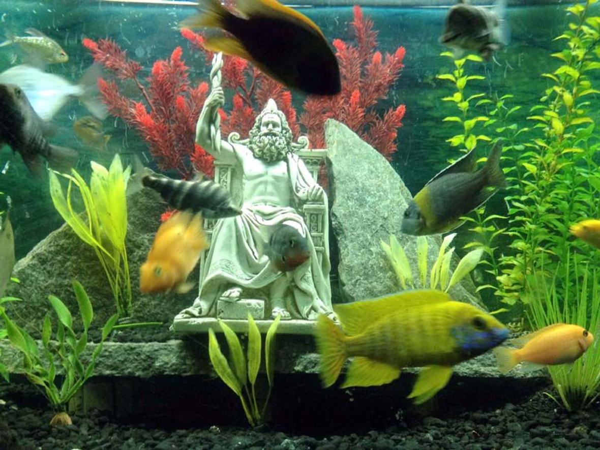 fish tank picture - Zeus Update