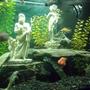 fish tank picture - Aphrodite Update