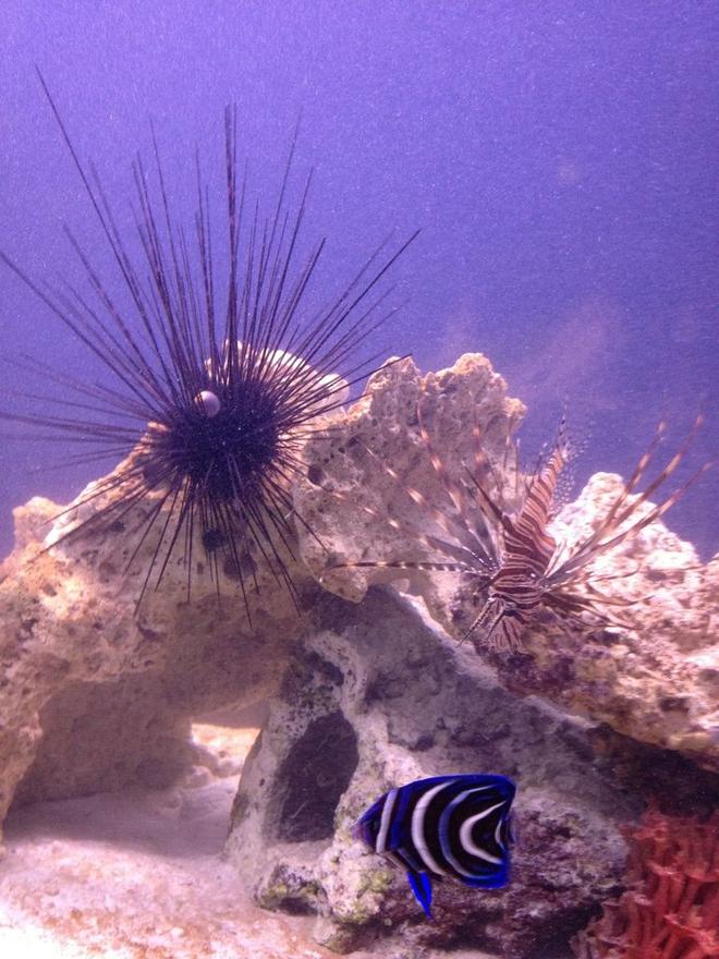 corals inverts - diadema setosum - longspine urchin, black stocking in 100 gallons tank - Long Spine Urchin, 
Lionfish, 
Koran Angel.