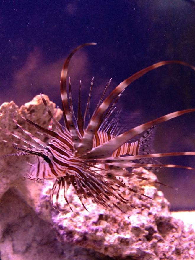 saltwater fish - pterois volitans - volitan lionfish stocking in 100 gallons tank - LionFish