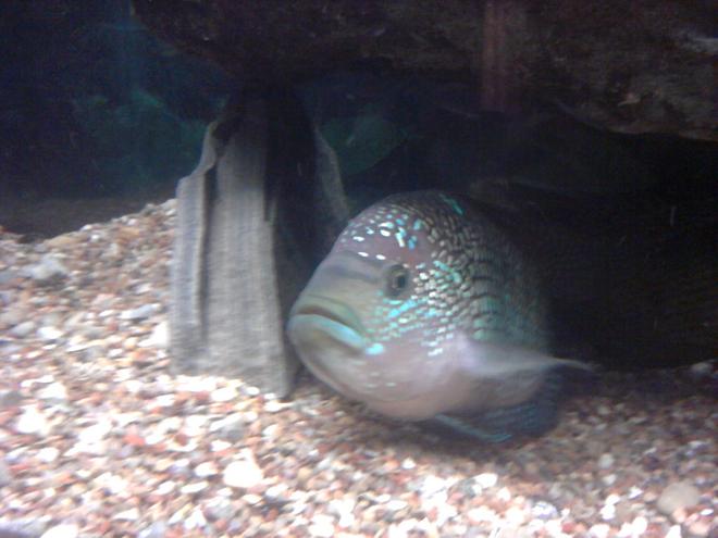 freshwater fish - nandopsis octofasciatum - jack dempsey stocking in 135 gallons tank - Jack Dempsey "big poppa"