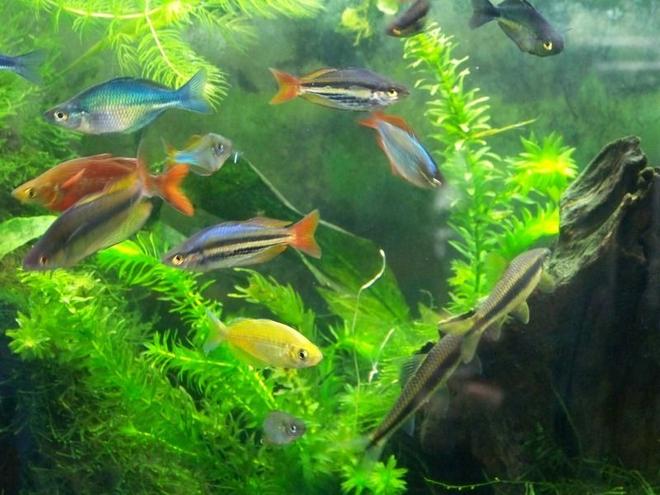 freshwater fish - melanotaenia splendida - australian rainbow stocking in 55 gallons tank - Rainbow fish
