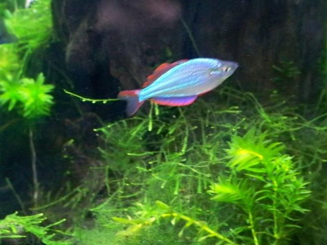 freshwater fish - melanotaenia praecox - praecox rainbow stocking in 55 gallons tank - Male Dwarf Neon Rainbow