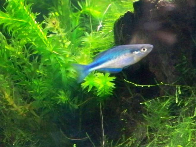 freshwater fish - melanotaenia lacustris - turquoise rainbow stocking in 55 gallons tank - Turquoise Rainbow