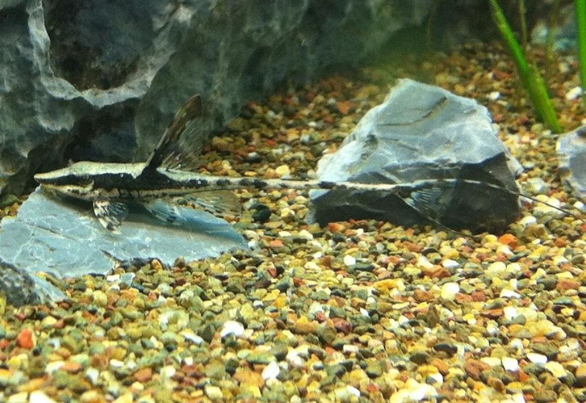 freshwater fish - sturisoma panamense - royal whiptail stocking in 110 gallons tank - Juvenile Royal Whiptail Sturisoma Panamense