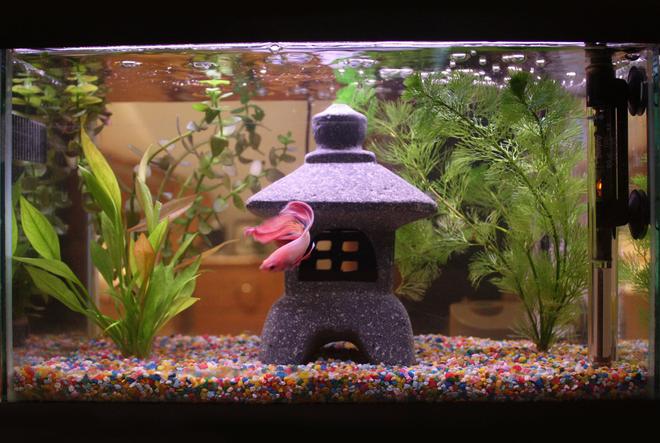 4 gallons planted tank (mostly live plants and fish) - ♥