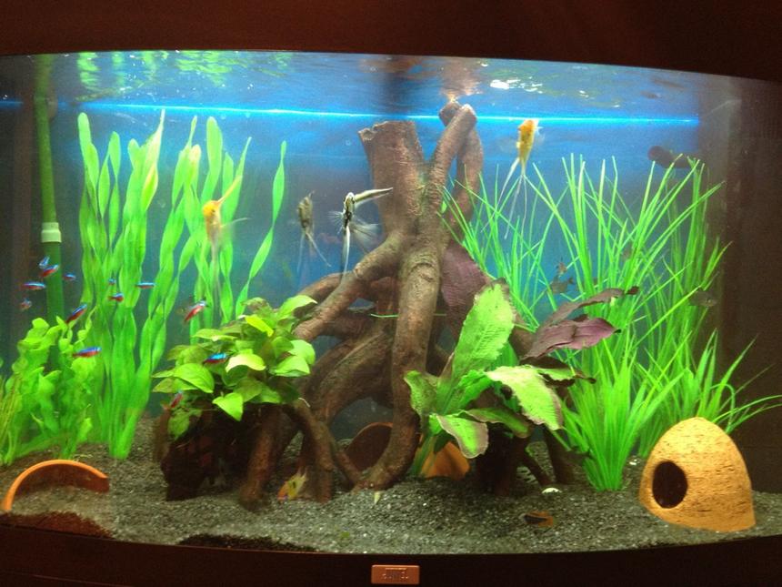 Rated #73: 45 Gallons Freshwater Fish Tank - Juwel vision 180
Freshwater Tropical
Eheim Ecco 2232 Canister
Juwel Internal
Established 6 Months

4 Small Angels
15 Plump Cardinals
10 Phantom Tetras
3 Panda Corys
Pair of Rams