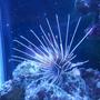 saltwater fish - pterois radiata - radiata lionfish stocking in 37 gallons tank - Freddy( baby radiata lionfish)