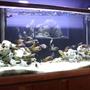 125 gallons freshwater fish tank (mostly fish and non-living decorations) - 125 gallon with WC Trophs