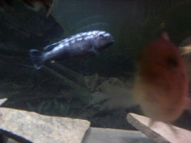 freshwater fish - melanochromis johannii - johanni cichlid stocking in 135 gallons tank