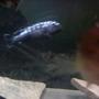 freshwater fish - melanochromis johannii - johanni cichlid stocking in 135 gallons tank
