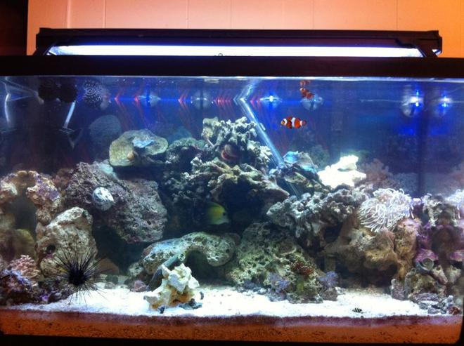 29 gallons reef tank (mostly live coral and fish) - my 29 gallon tank