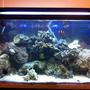 29 gallons reef tank (mostly live coral and fish) - my 29 gallon tank