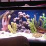 55 gallons freshwater fish tank (mostly fish and non-living decorations) - my 55