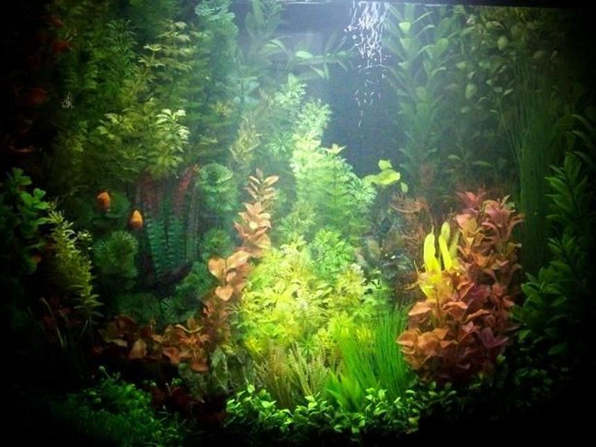 Rated #48: 25 Gallons Freshwater Fish Tank - Well attired little cove