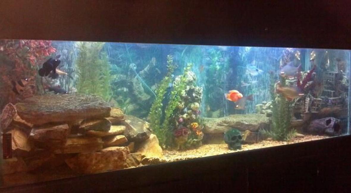100 gallons freshwater fish tank (mostly fish and non-living decorations) - My 100 gallon fresh water fish tank. I made lots of caves and hiding spots.