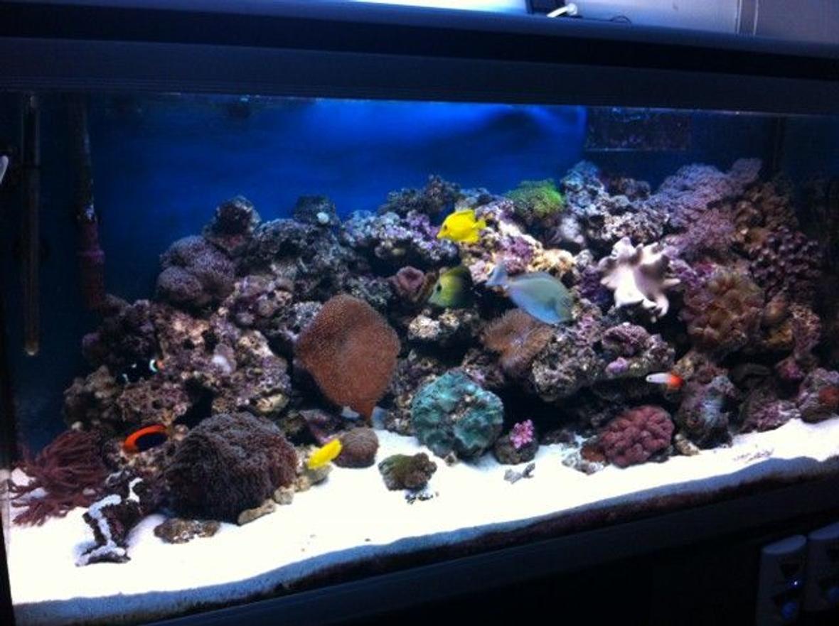 90 gallons reef tank (mostly live coral and fish) - 90G