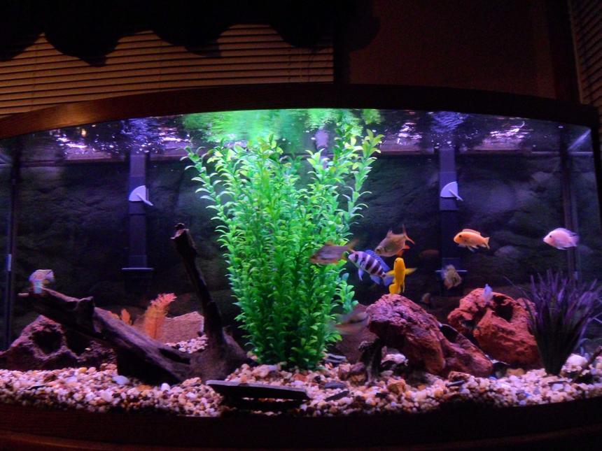 Rated #62: 75 Gallons Freshwater Fish Tank - 75 Gallon Chiclid Tank