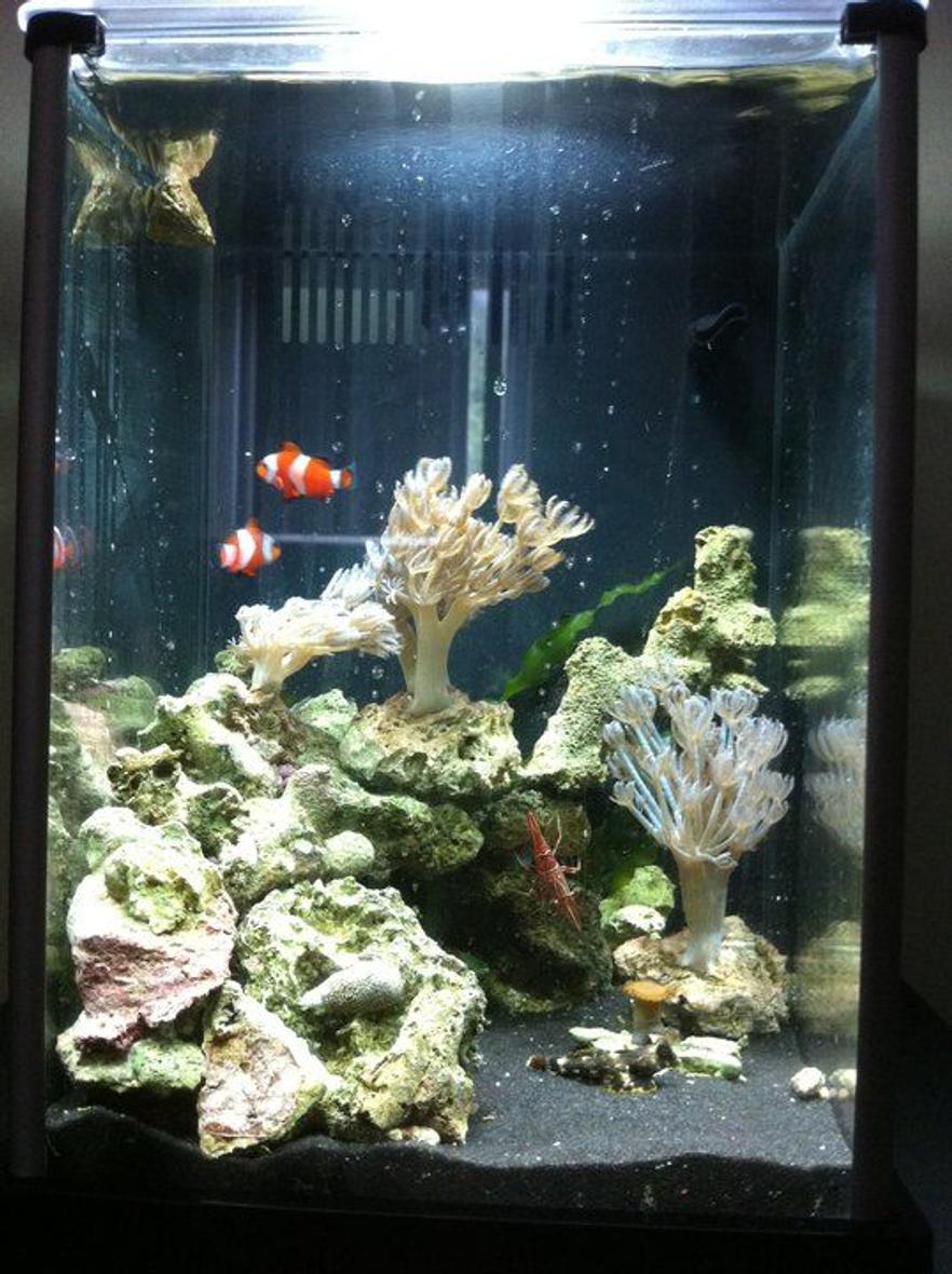 Rated #9: Corals Inverts - Heteroxenia Sp. - Heteroxenia Polyp Stocking In 29 Gallons Tank - 2 gallon fluval