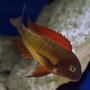freshwater fish - tropheus moorii - blunthead cichlid stocking in 125 gallons tank - Dominant