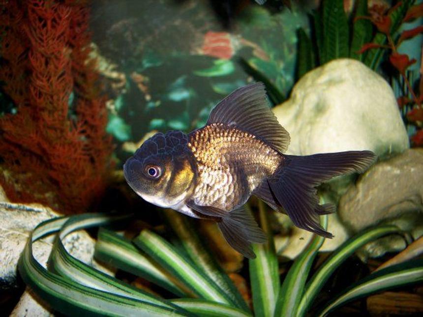 Rated #7: Freshwater Fish - Carassius Auratus - Black Oranda Goldfish Stocking In 72 Gallons Tank - Black Oranda