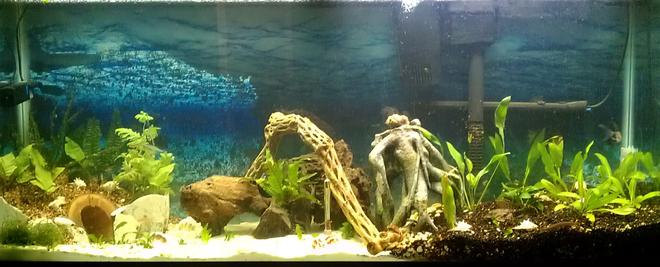 55 gallons planted tank (mostly live plants and fish) - 1st planted working on it