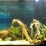 55 gallons planted tank (mostly live plants and fish) - 1st planted working on it