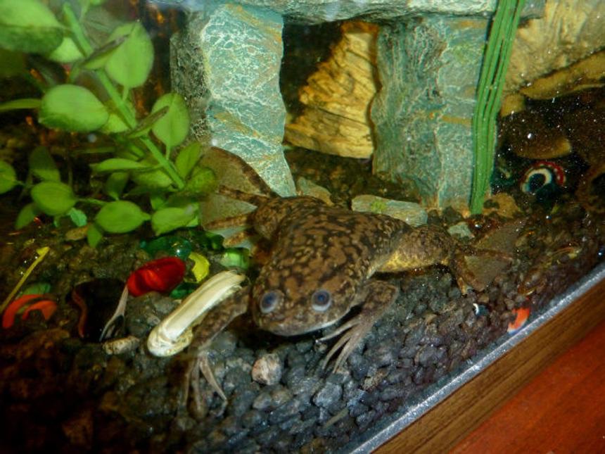 Rated #16: Corals Inverts - Xenopus Laevis - African Clawed Frog Stocking In 72 Gallons Tank - African Clawed FrogXenopus Laevis (Xenopus Laevis)