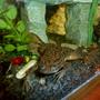 corals inverts - xenopus laevis - african clawed frog stocking in 72 gallons tank - African Clawed FrogXenopus Laevis (Xenopus Laevis)