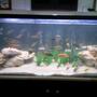 180 gallons freshwater fish tank (mostly fish and non-living decorations) - 156x65x65, coral sand, limestone, fake plants, bubble wand, 2x cannister filters eheim 2215 and aqua one 1000,
