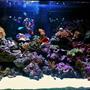 fish tank picture - 65 Gallon Reef tank by Reefality