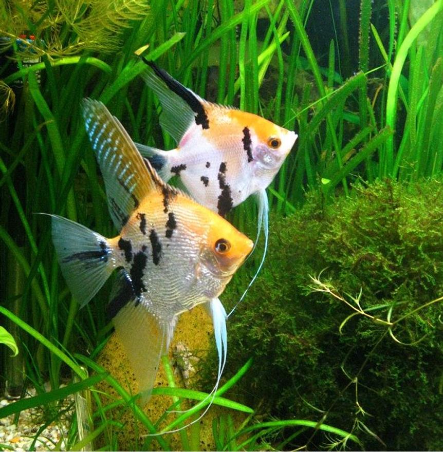 Rated #11: Freshwater Fish - Pterophyllum Sp. - Koi Angel Stocking In 86 Gallons Tank - This is one of my best couple of angel fish.